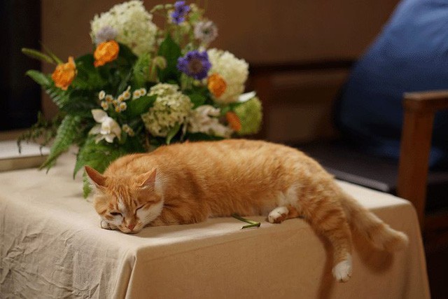 Cặp vợ chồng lập trình viên từ chối mua nhà ở thành phố, về quê xây nhà nhỏ bên khoảng sân vườn trồng rau và hoa mỗi ngày - Ảnh 17.