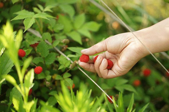 Cặp vợ chồng lập trình viên từ chối mua nhà ở thành phố, về quê xây nhà nhỏ bên khoảng sân vườn trồng rau và hoa mỗi ngày - Ảnh 9.