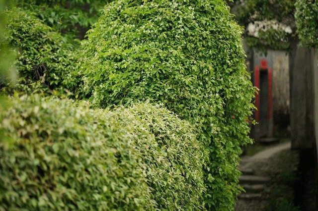 Cặp vợ chồng lập trình viên từ chối mua nhà ở thành phố, về quê xây nhà nhỏ bên khoảng sân vườn trồng rau và hoa mỗi ngày - Ảnh 10.