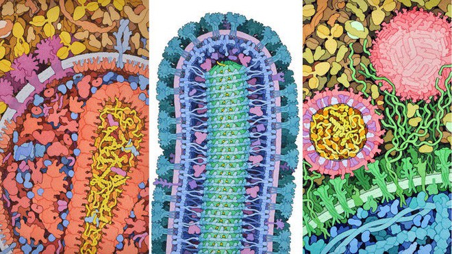 Nhà khoa học tô màu cho những con virus, biến chúng thành tác phẩm nghệ thuật - Ảnh 1.
