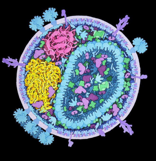 Nhà khoa học tô màu cho những con virus, biến chúng thành tác phẩm nghệ thuật - Ảnh 3.
