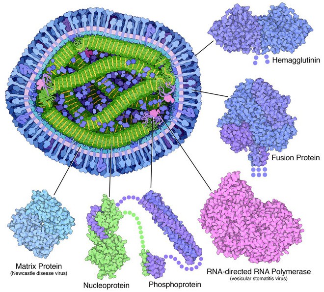 Nhà khoa học tô màu cho những con virus, biến chúng thành tác phẩm nghệ thuật - Ảnh 7.