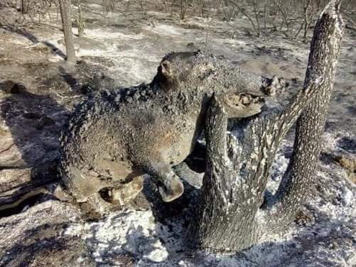 Tìm đám cháy rừng Amazon trên Google, kết quả cho ra toàn... máy tính bảng - Ảnh 12.