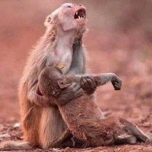 Tìm đám cháy rừng Amazon trên Google, kết quả cho ra toàn... máy tính bảng - Ảnh 13.