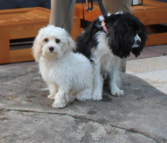 Day la nhung 'Cau Vang' cua Mark Zuckerberg, Bill Gates hinh anh 2