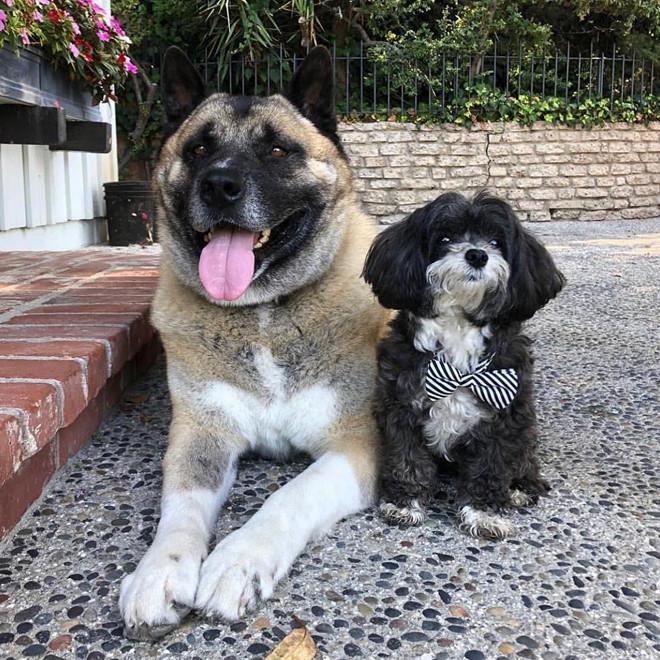 Day la nhung 'Cau Vang' cua Mark Zuckerberg, Bill Gates hinh anh 1