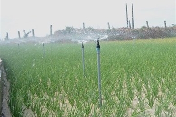 Béc phun nước tiết kiệm tạo đà cho phát triển kinh tế huyện đảo Lý Sơn