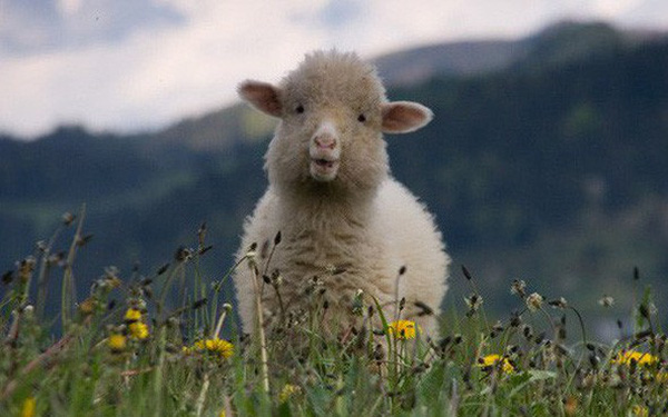 Chúng ta đang bị Facebook, Google biến thành những chú 'cừu non' như thế nào?