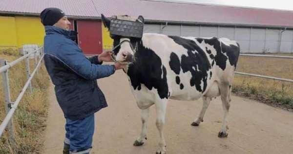 Cho bo xem phim thuc te ao de thu nhieu sua hinh anh 1