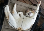 [Chùm ảnh vui] Tỉ lệ vàng Fibonacci đã chứng minh: Mèo là loài động vật hoàn hảo