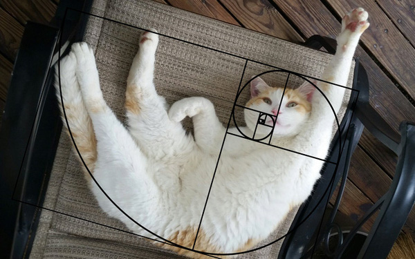 [Chùm ảnh vui] Tỉ lệ vàng Fibonacci đã chứng minh: Mèo là loài động vật hoàn hảo