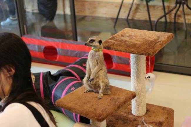 Ca phe gau meo thanh 'bom hen gio' lay virus corona o Han Quoc hinh anh 4 201706220009940_152904452235167176704.jpg