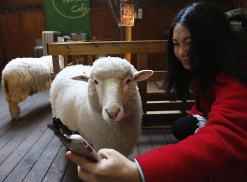 Ca phe gau meo thanh 'bom hen gio' lay virus corona o Han Quoc hinh anh 5 3_2244_1424750989.jpg