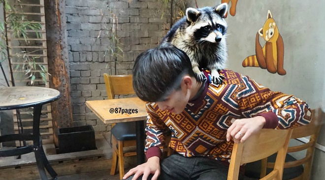 Ca phe gau meo thanh 'bom hen gio' lay virus corona o Han Quoc hinh anh 2 87pages_raccooncafe17.jpg