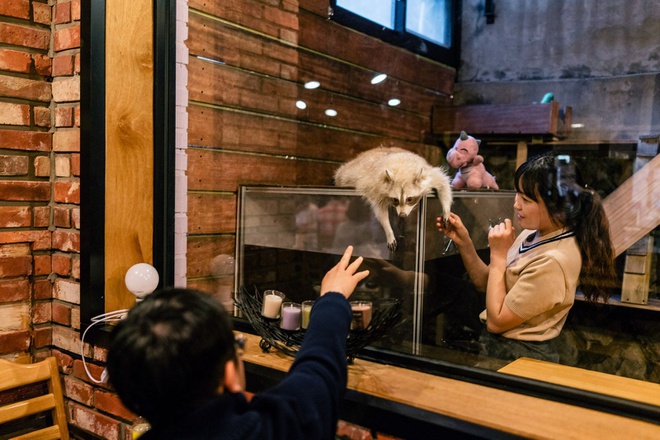 Ca phe gau meo thanh 'bom hen gio' lay virus corona o Han Quoc hinh anh 3 wasberencafe11.jpg