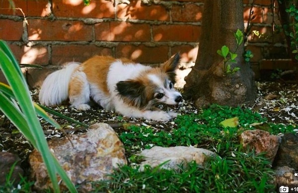 Những “kiệt tác” ra đời trong thời bị phong toả vì Covid-19