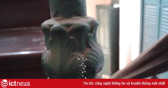 Xôn xao hoa Ưu Đàm 3.000 năm nở bông ở Bưu điện TP.HCM