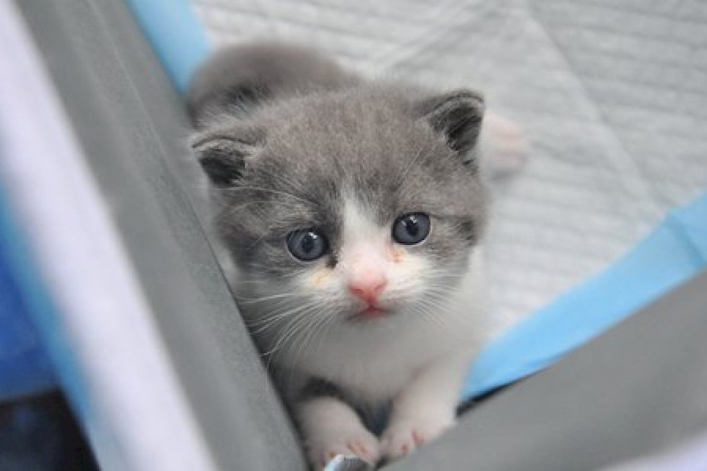 Trung Quốc tuyên bố nhân bản vô tính thành công con mèo đầu tiên - ảnh 1