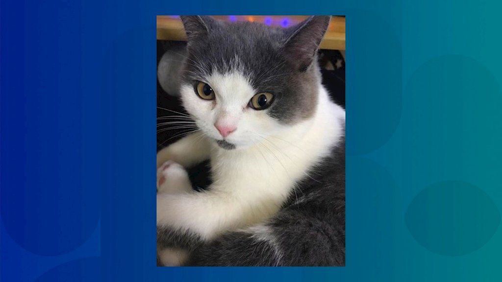 Trung Quốc tuyên bố nhân bản vô tính thành công con mèo đầu tiên - ảnh 2