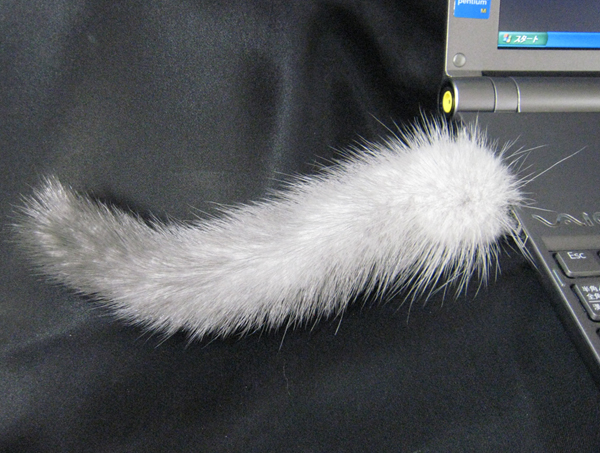 CAT_TAIL_1.jpg