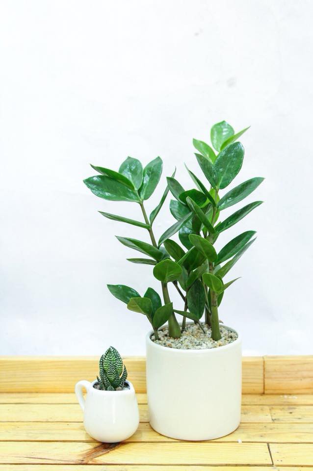 Chỉ cần đặt 9 vật phẩm phong thủy hút tài lộc, nghèo tới mấy cũng dễ giàu sang phú quý - Ảnh 3.