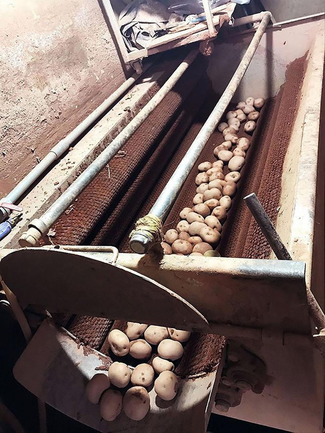 Khoai tây Trung Quốc lại đổ về xứ rau Đà Lạt ảnh 2