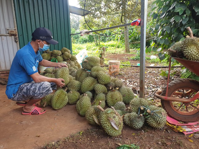 Sầu riêng giảm giá sốc sau phát ngôn của ngành nông nghiệp ảnh 1