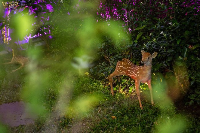 Choáng ngợp sắc màu Noel trong biệt thự 60 tỷ của Đàm Vĩnh Hưng - ảnh 4