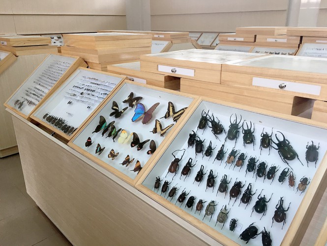 Bảo tàng côn trùng - ảnh 3