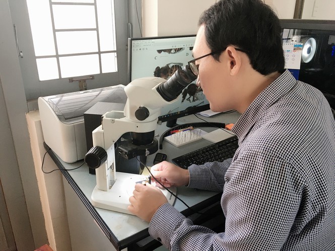 Bảo tàng côn trùng - ảnh 2