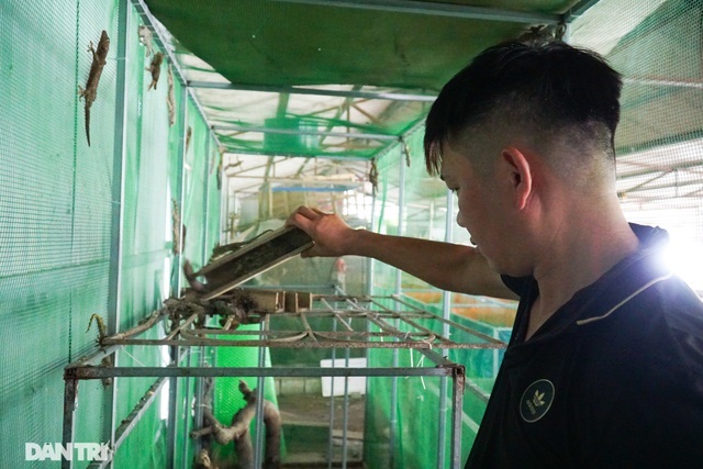 Mục sở thị trang trại nuôi tắc kè hoa “độc nhất” ở Hà Nội - ảnh 1