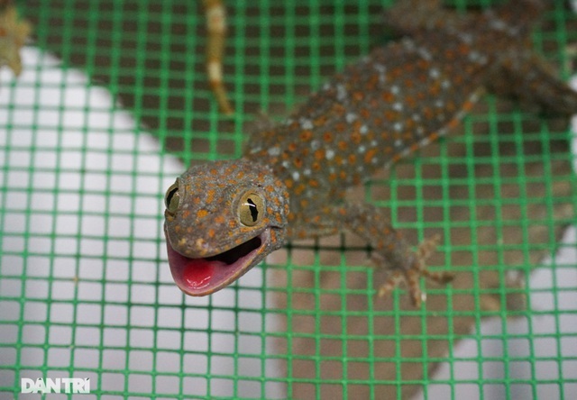 Mục sở thị trang trại nuôi tắc kè hoa “độc nhất” ở Hà Nội - ảnh 5