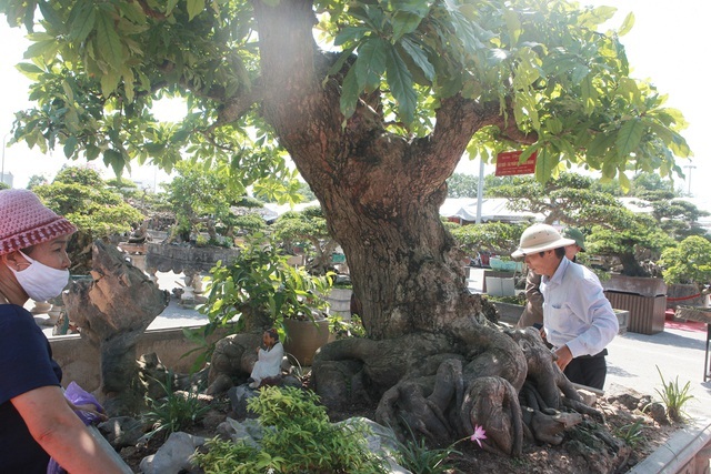 Chiêm ngưỡng cây lộc vừng tiền tỷ, lão nông mất gần nửa đời tạo tác - ảnh 9