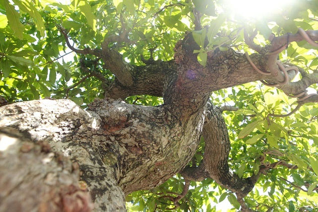 Chiêm ngưỡng cây lộc vừng tiền tỷ, lão nông mất gần nửa đời tạo tác - ảnh 4