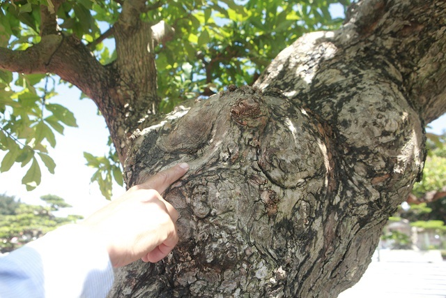 Chiêm ngưỡng cây lộc vừng tiền tỷ, lão nông mất gần nửa đời tạo tác - ảnh 5