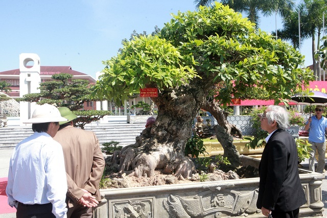 Chiêm ngưỡng cây lộc vừng tiền tỷ, lão nông mất gần nửa đời tạo tác - ảnh 8