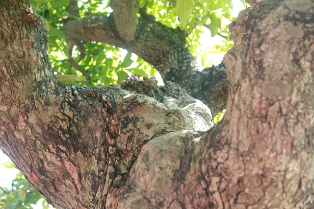 Chiêm ngưỡng cây lộc vừng tiền tỷ, lão nông mất gần nửa đời tạo tác - ảnh 6