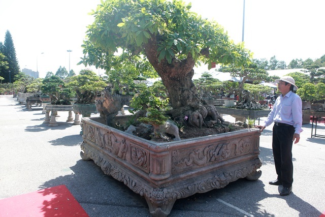 Chiêm ngưỡng cây lộc vừng tiền tỷ, lão nông mất gần nửa đời tạo tác - ảnh 7