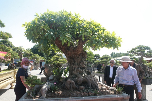 Chiêm ngưỡng cây lộc vừng tiền tỷ, lão nông mất gần nửa đời tạo tác - ảnh 2