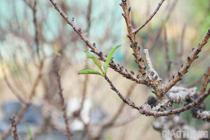 Đào 'tiến vua' nằm phòng điều hòa chờ nở đúng dịp Tết Nguyên đán