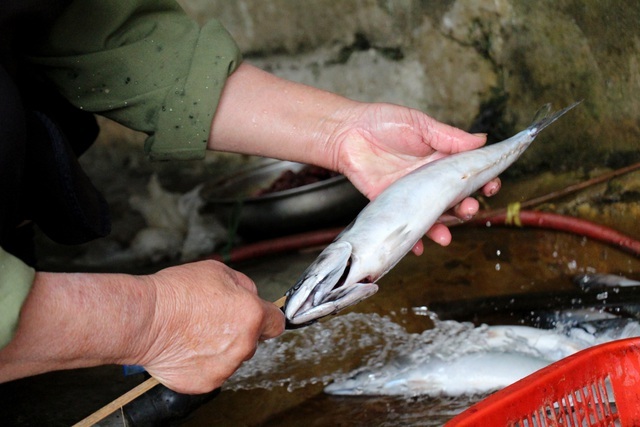 Về làng cá nướng thơm nức mũi nổi tiếng bậc nhất Hà Tĩnh - ảnh 5