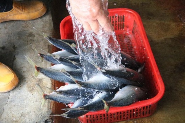 Về làng cá nướng thơm nức mũi nổi tiếng bậc nhất Hà Tĩnh - ảnh 3