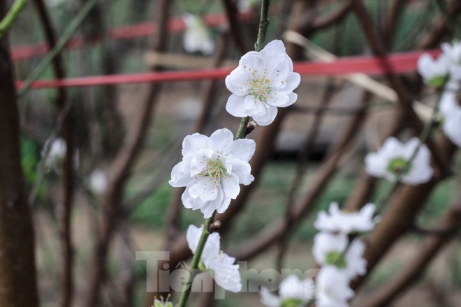 Đào cánh trắng hiếm có bạc triệu xuất hiện ở Nhật Tân