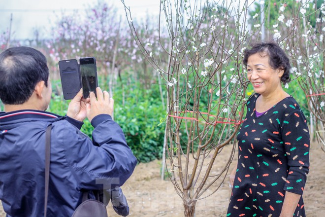 Đào cánh trắng hiếm có bạc triệu xuất hiện ở Nhật Tân - ảnh 4
