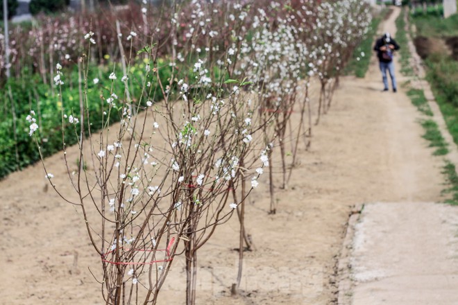 Đào cánh trắng hiếm có bạc triệu xuất hiện ở Nhật Tân - ảnh 5