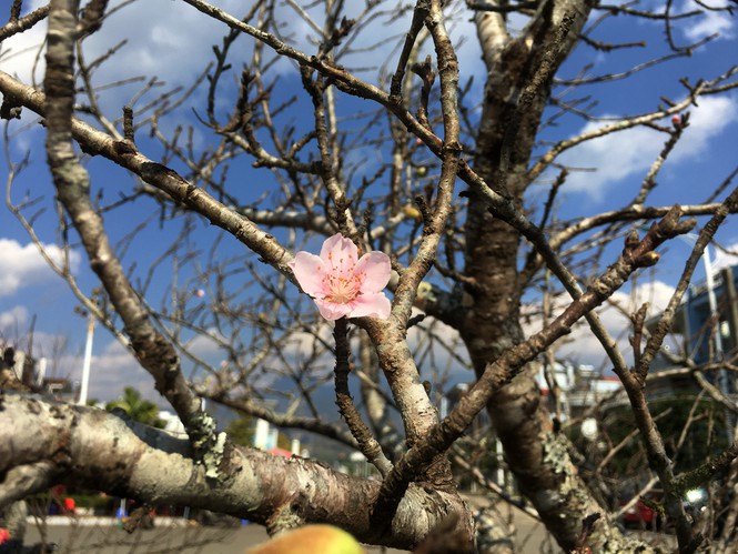 Lên tận Lai Châu buôn đào rừng, thanh niên lãi cả trăm triệu đồng - ảnh 9