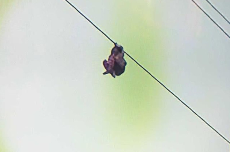 Kinh hoang canh be gai treo tren day dien cao 15m boi ly do khong ngo-Hinh-2