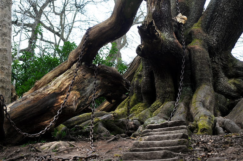 дерево утун геншин. каменные чертовы ворота кыштым. старинное предание камень преткновения. дуб патриарх павловский парк. старинное предание камень преткновения причуды.