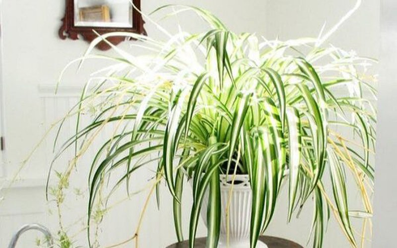 Nguoi menh Kim thi trong cay gi giup tang cuong tai loc