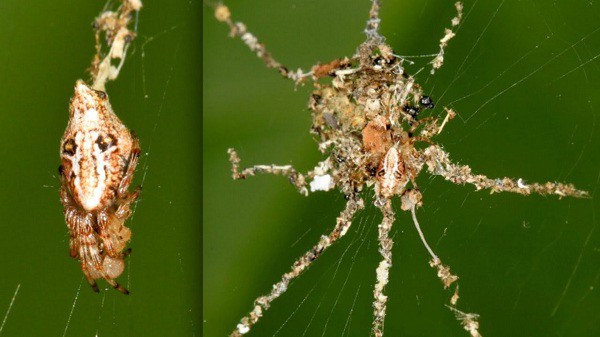 Tron mat truoc cong trinh kien truc